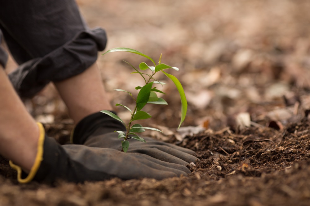 two hands firmly pressing on the ground around a tree seedling that has been planted in some soil