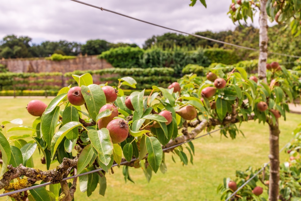 an apple tree with its branches and red fruit growing along a horizontal wire with a garden in the background