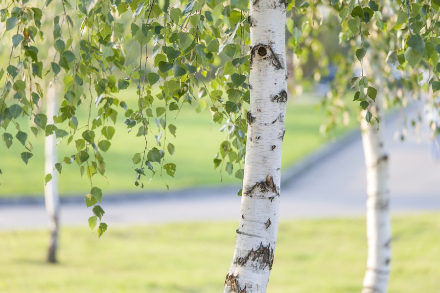 a thin trunk of a birch tree with white and flaking bark