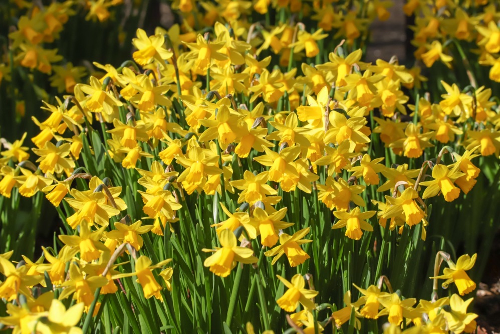 a cluster of yellow daffodils with long green stems growing outside