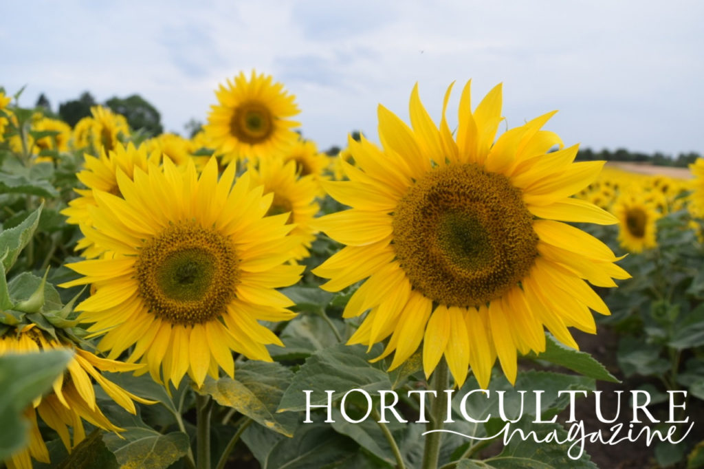 big yellow sunflower heads growing outside in a field of sunflowers on a cloudy day