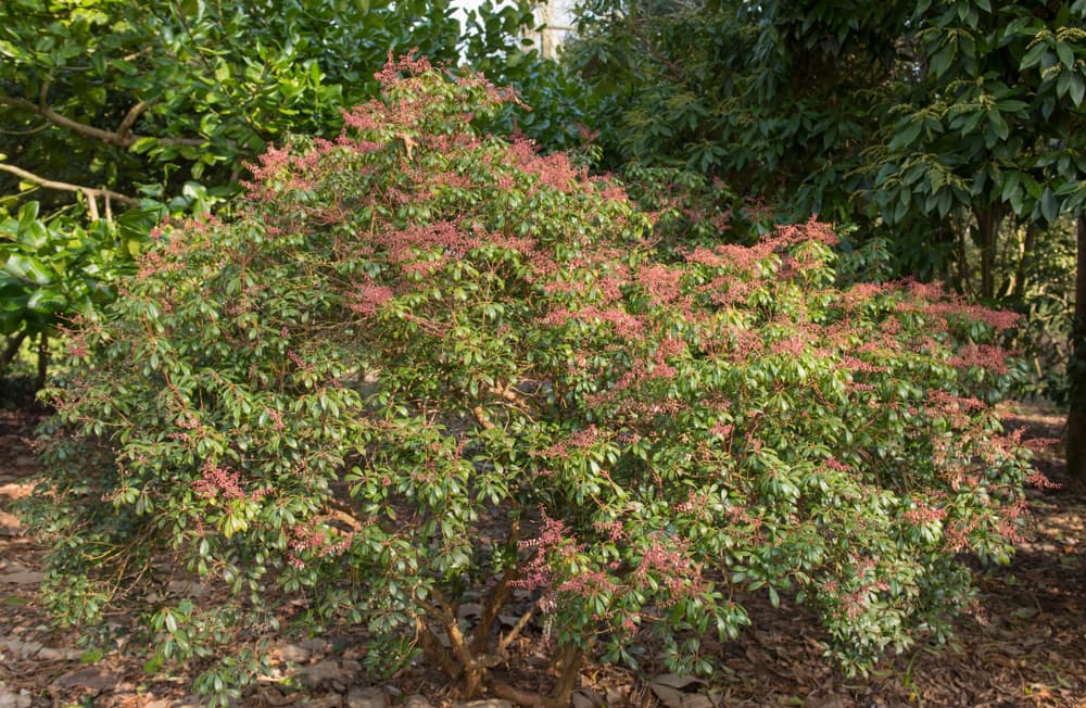 huge Japanese Andromeda bush in a sheltered garden spot