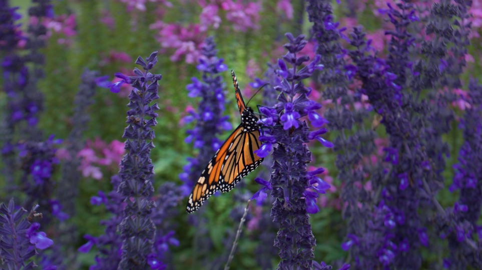 painted lady butterfly resting on the purple flower of Russian sage with other purple flowers in the background