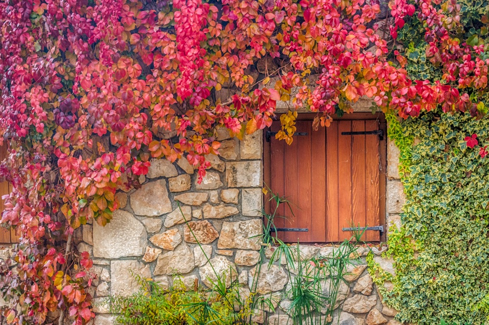virginia creeper with stunning red, purple and orange leaves growing against a stony wall around a wooden window