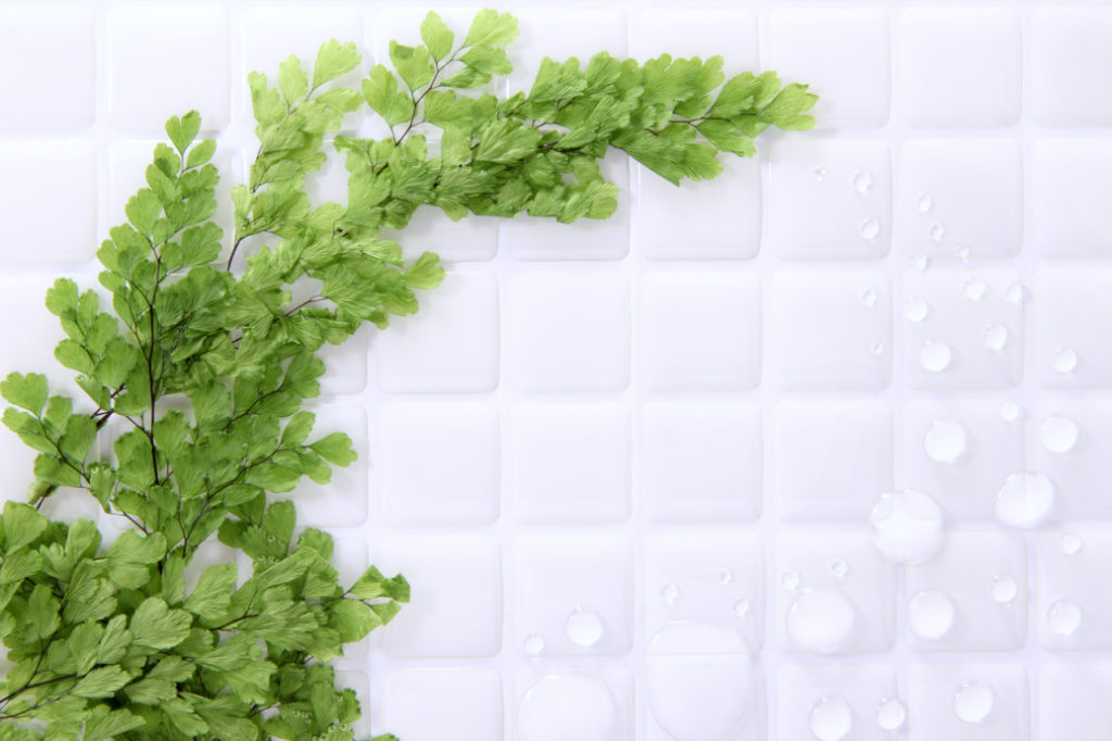 maidenhair fern growing up a tiled bathroom wall
