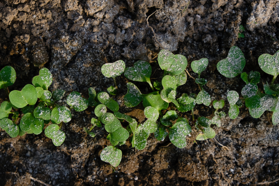 green plants growing from soil scattered with wood ashes