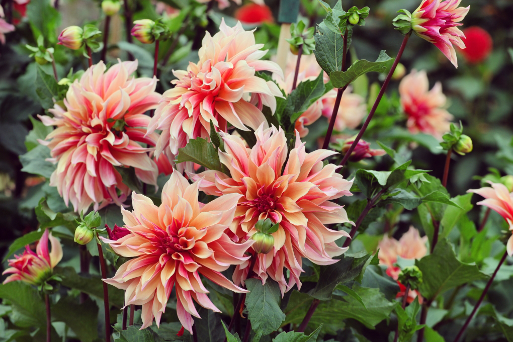 pink flowering dahlia 'labyrinth' heads growing outside next to each other