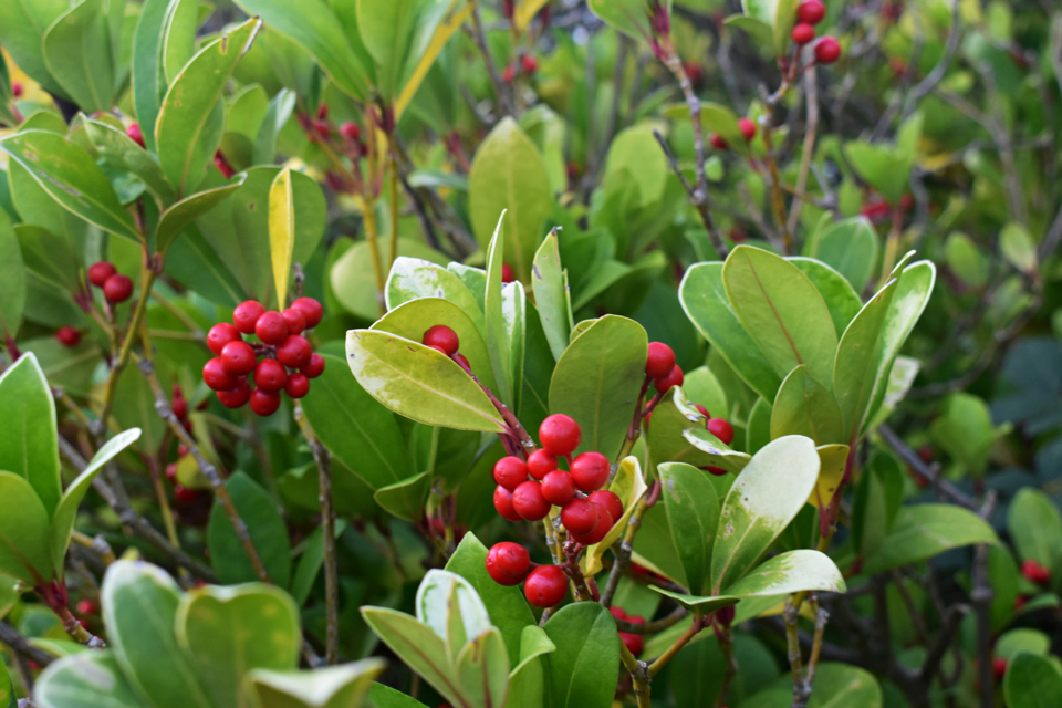 Gaultheria procumbens with green leaves and red berries growing outdoors