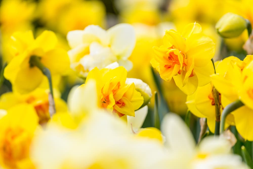 bright yellow Le Torch daffodils in flower