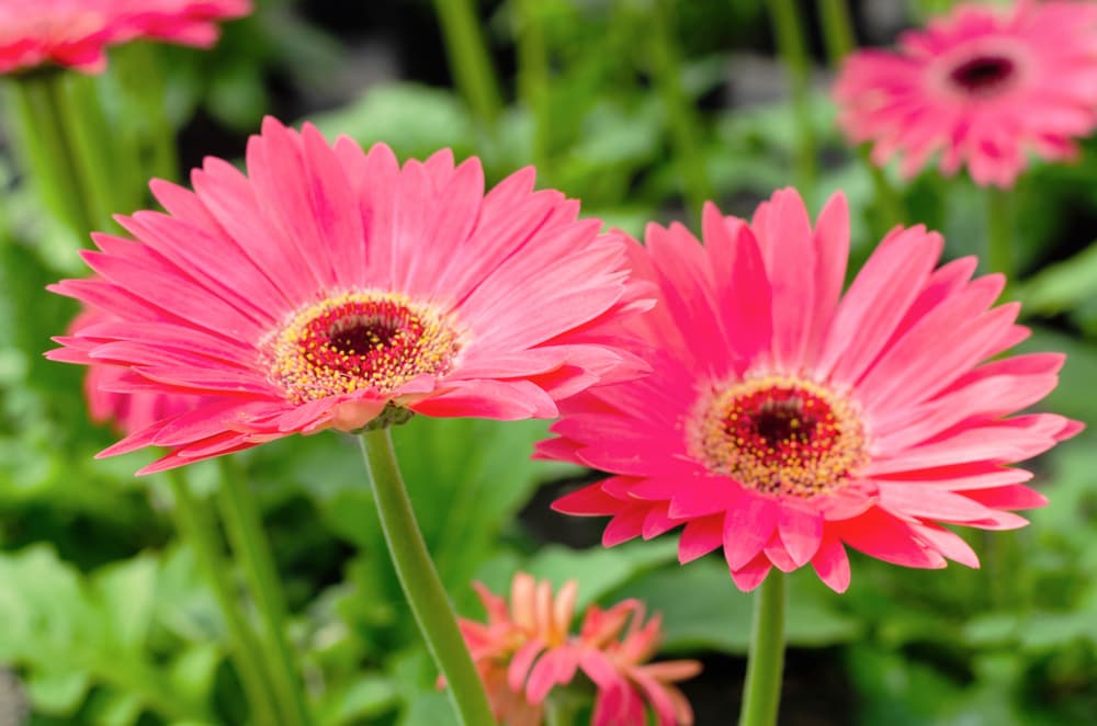 two Gerbera Majorette flowers in a garden