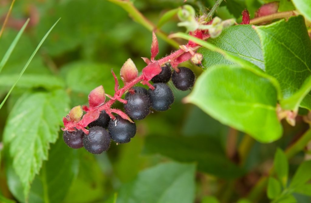 a shallon berry plant with small black fruit and flowers ready to bloom from the plant's pink stem against a backdrop of leaves