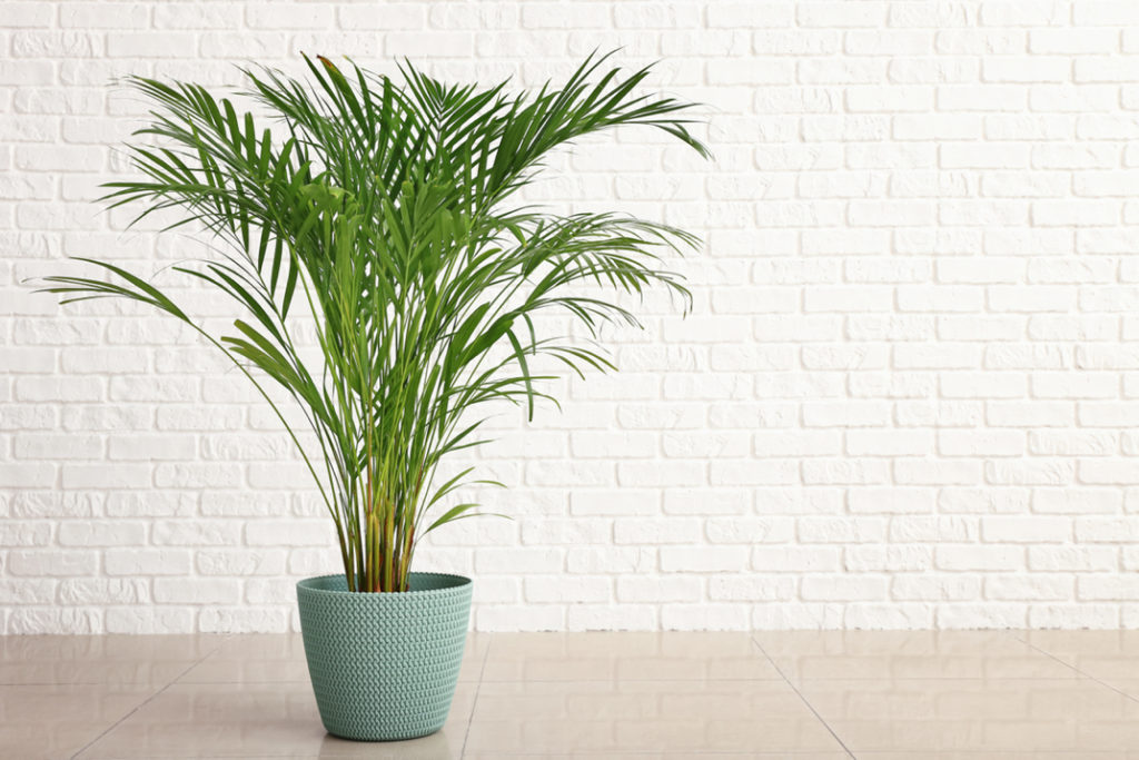 Chrysalidocarpus plant growing in a pot in front of a white brick wall