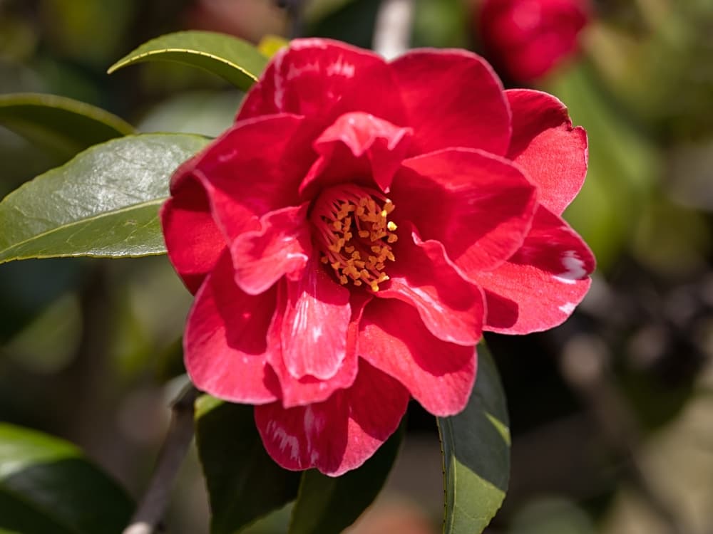 single red flower of C. japonica ‘Masayoshi’