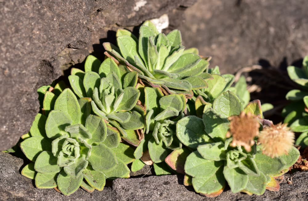 new growth of Aster spathulifolius in dry winter soil