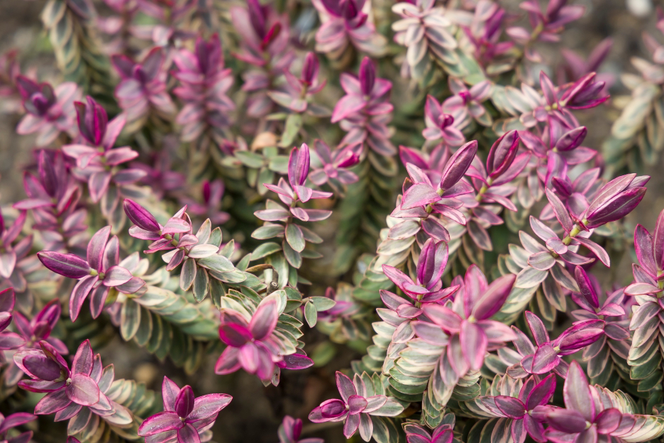 H. silver dollar with purple and green foliage