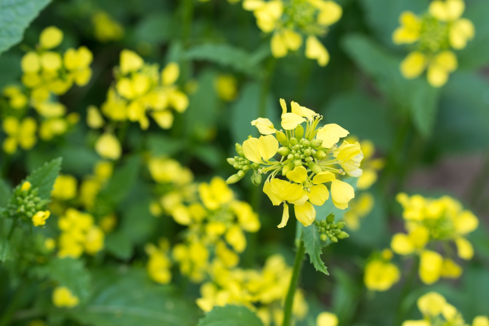 close-up of a yellow flowering charlock plant 