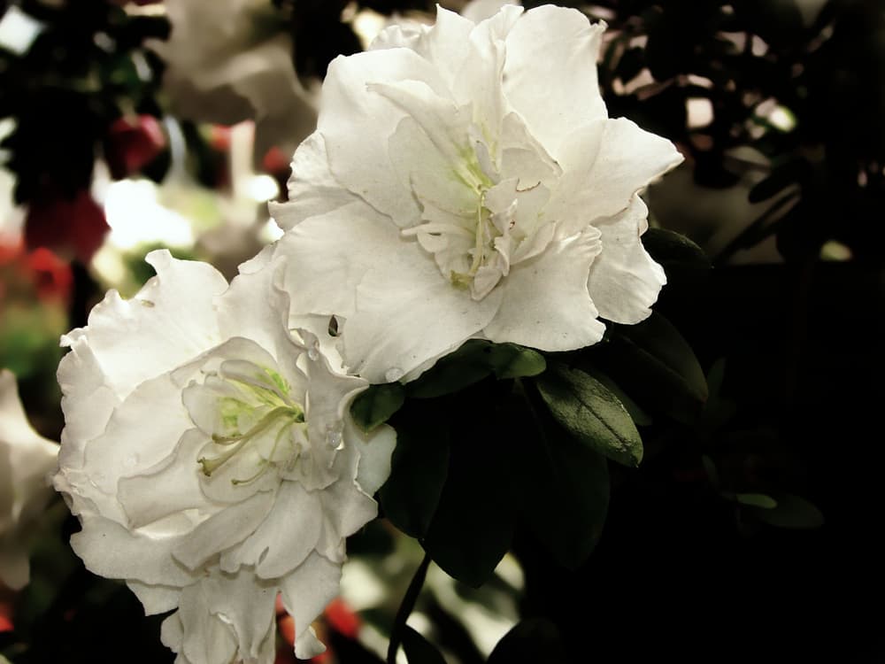 reblooming azaleas with white petals and stamen