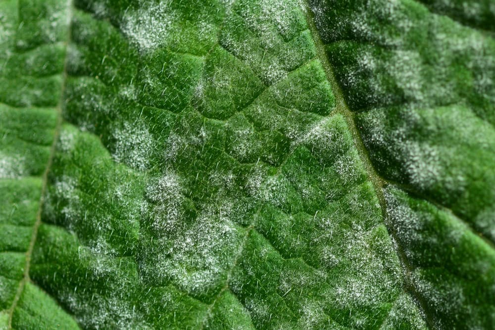 magnified view of powdery mildew on the surface of a plant leaf