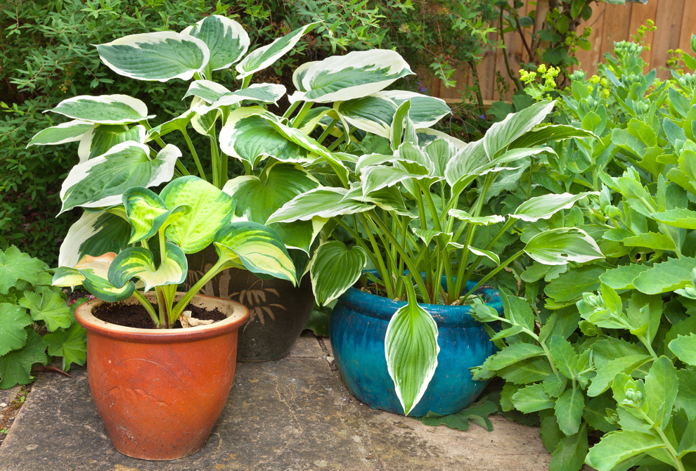 potted hostas with variegated foliage growing outside