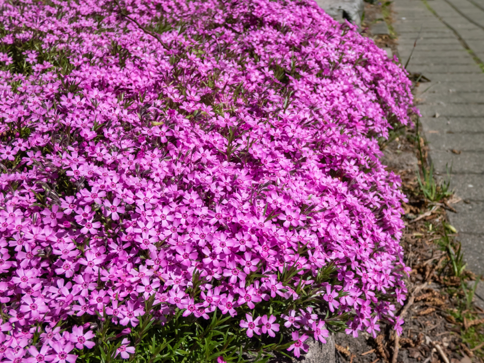 pink flowering phlox growing in a garden border