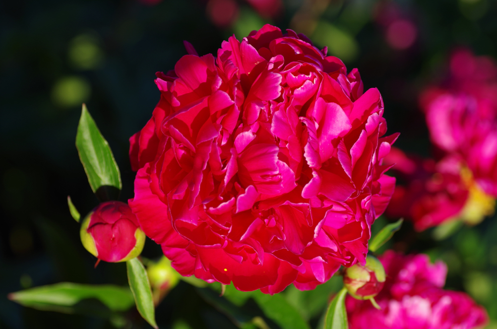 bright, deep pink flowering P. lactiflora 'Karl Rosenfield’ plant growing outdoors 