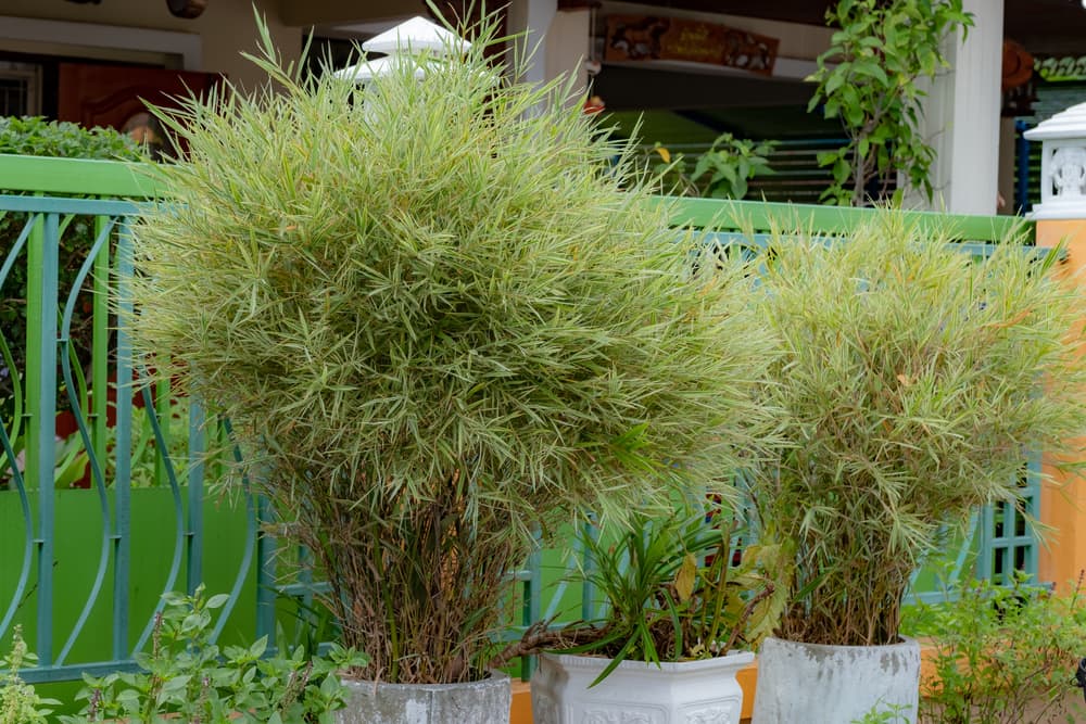 ornamental Bambusoideae growing from stone plant pots