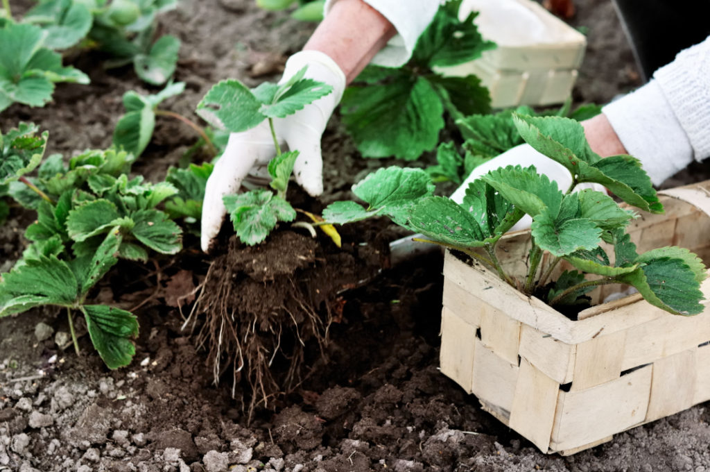 someone planting a strawberry plant into freshly turned soil next to other strawberry plants that are already growing there