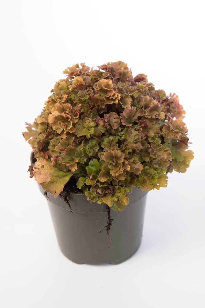 Heuchera frilly in a black pot on a white background