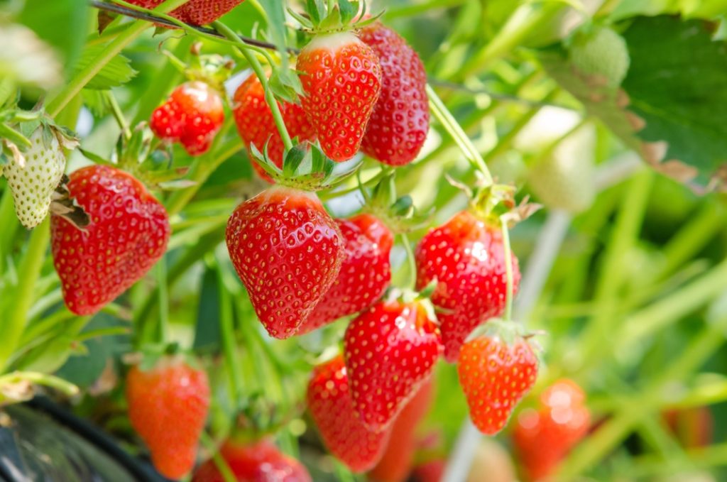 lots of ripe strawberries growing on a strawberry plant with some unripe fruits in the background