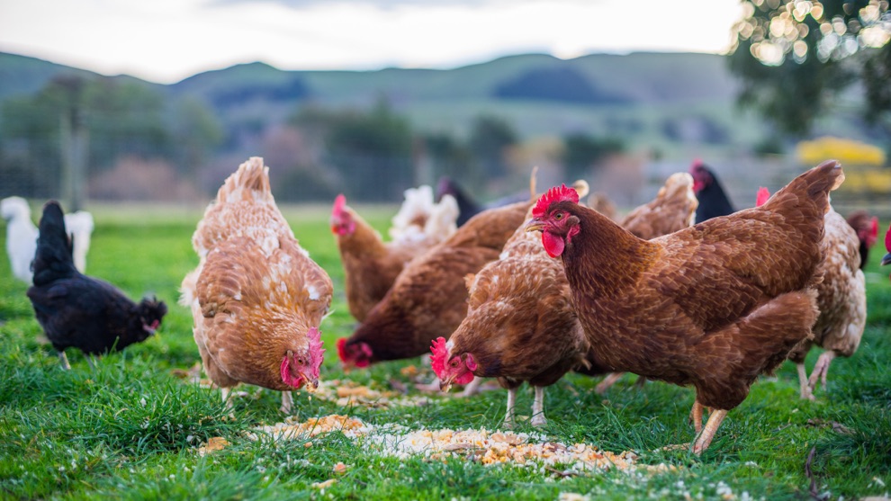 lots of brown, white and black chickens on the grass eating from several different piles of bird seed in front of a mountain landscape
