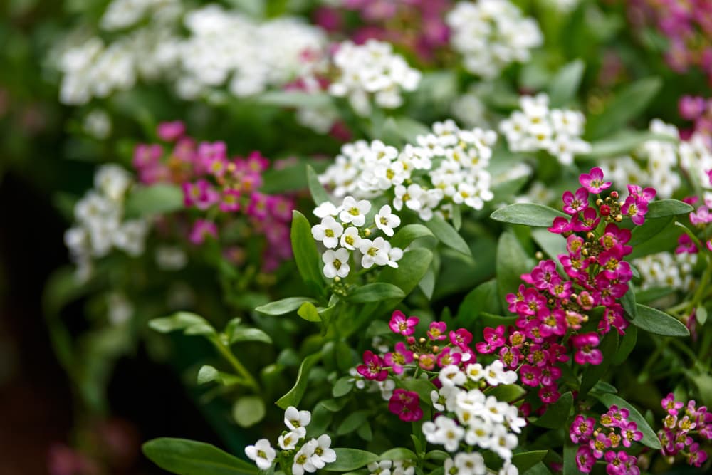 Sweet Alyssum 'Royal Carpet' flowers in white and pink