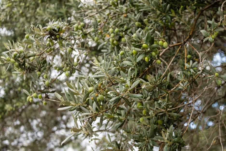 several branches of an olive tree with green fruit growing outside