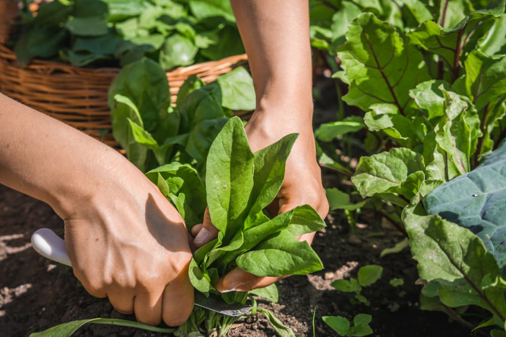 a knife being used to harvest fresh spinach leaves