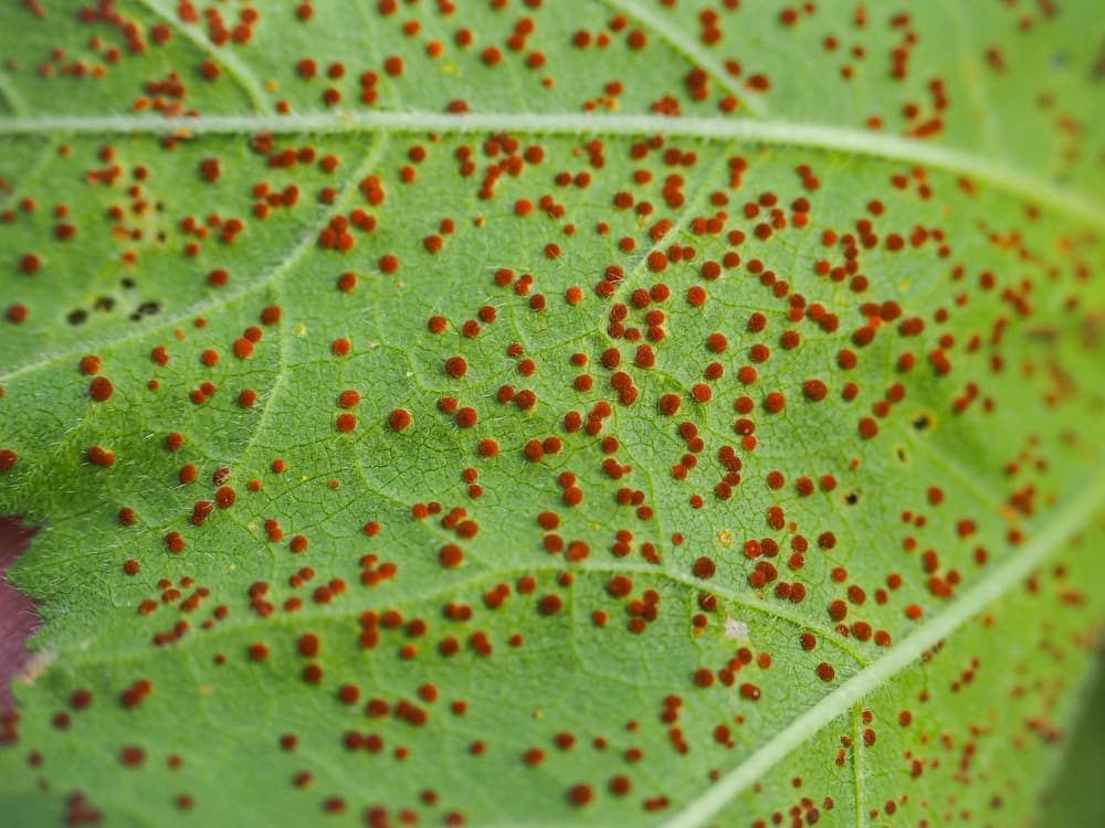 magnified view of hollyhock rust on plant foliage