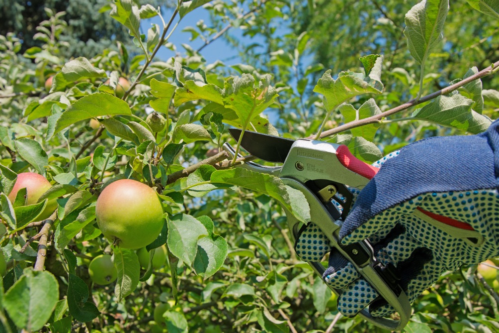 branches of a crap apple tree being pruned by secateurs