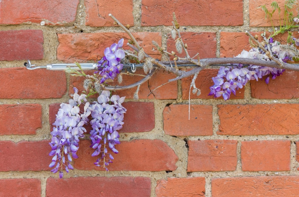 a wisteria plant growing along a wire against a brick wall