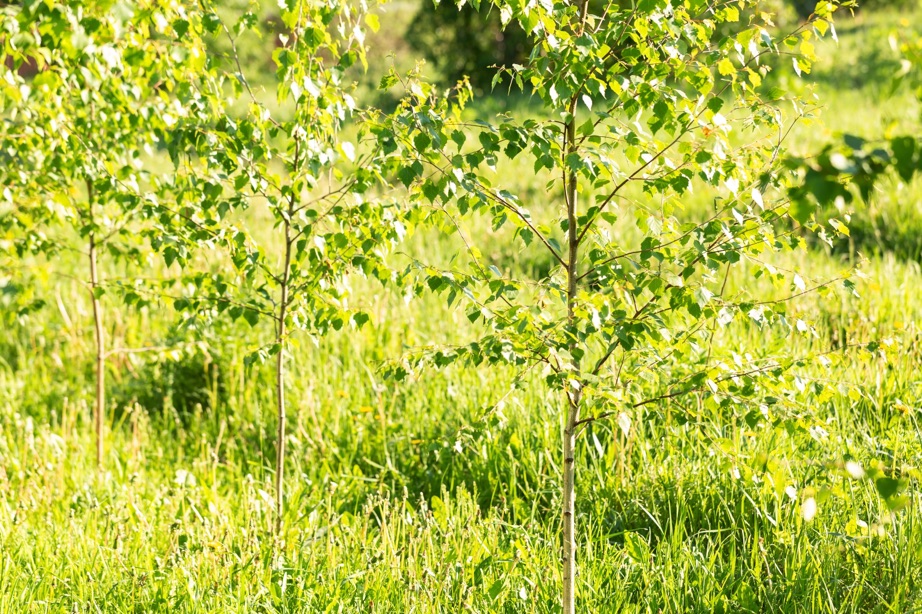 young birch saplings surrounded by grass