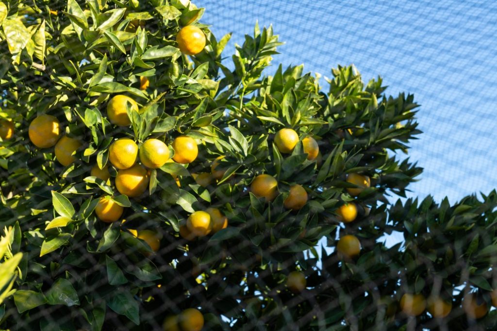 a yellow fruit tree with blue sky behind it under some netting 