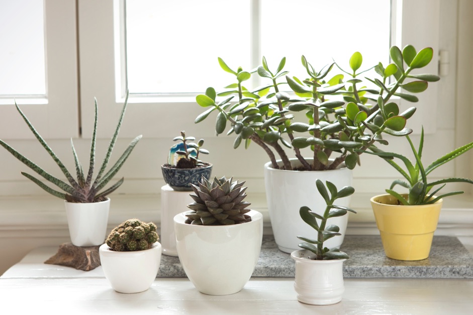 a collection of succulent houseplants growing in white pots inside in front of a window