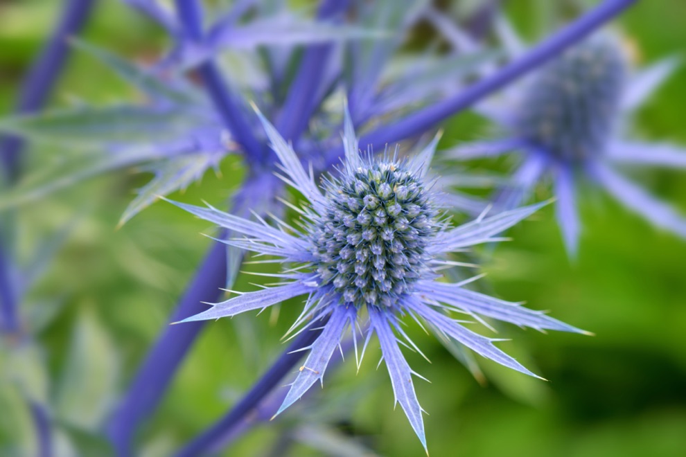 the spiky purple head of a sea holly plant with its thick purple stem in the background