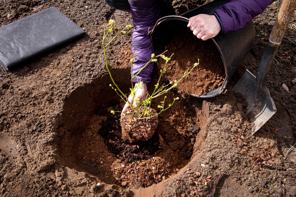 someone planting a green plant from a container inside a hole that has been dug in soil, with a spade next to it