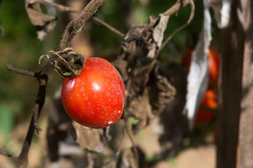 tomato plant showing wilted, black foliage from blight