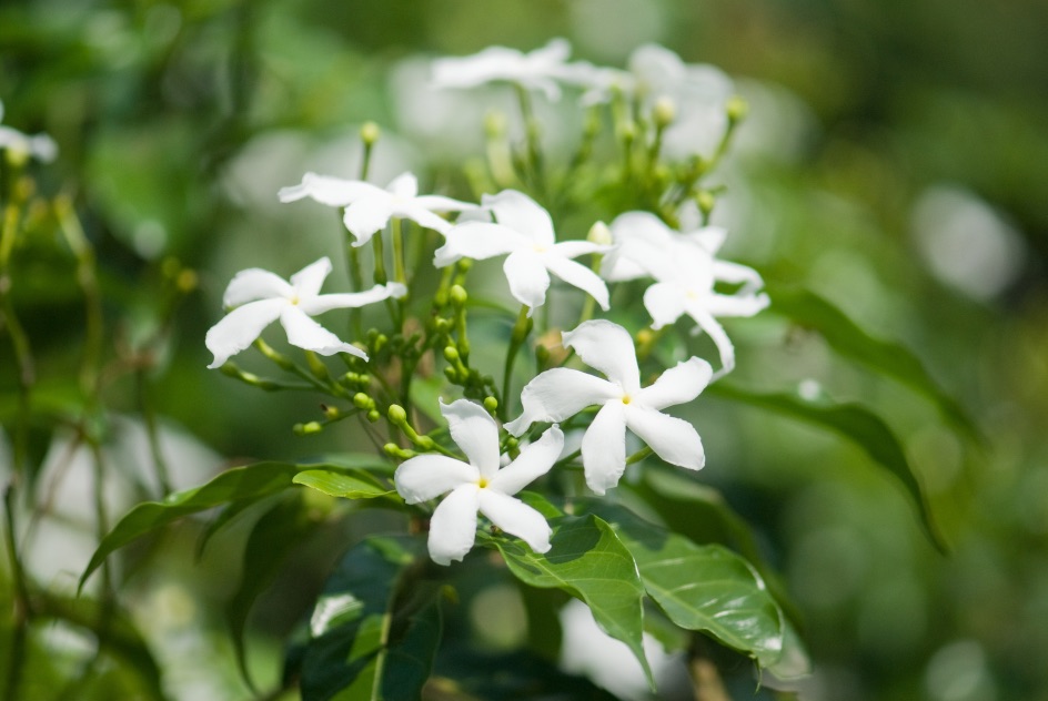 Jasminum officinale with white flowers and green leaves growing outside