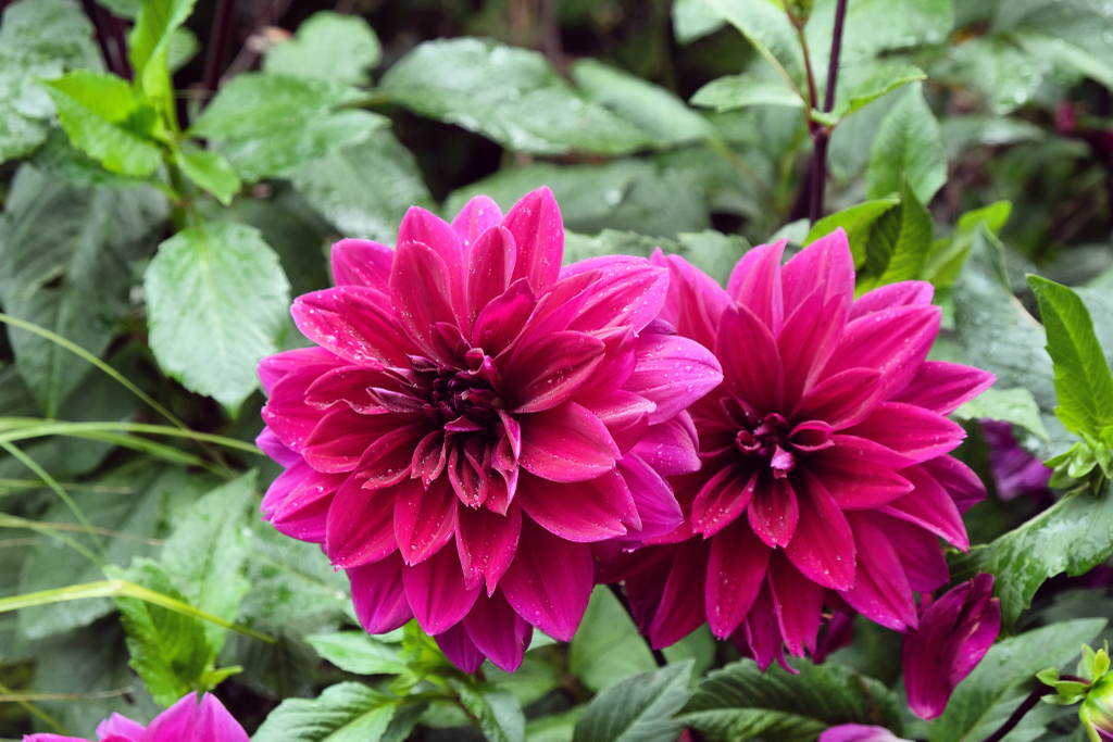 purple flowering Dahlia 'Thomas A. Edison' flower growing outside with raindrops on its petals