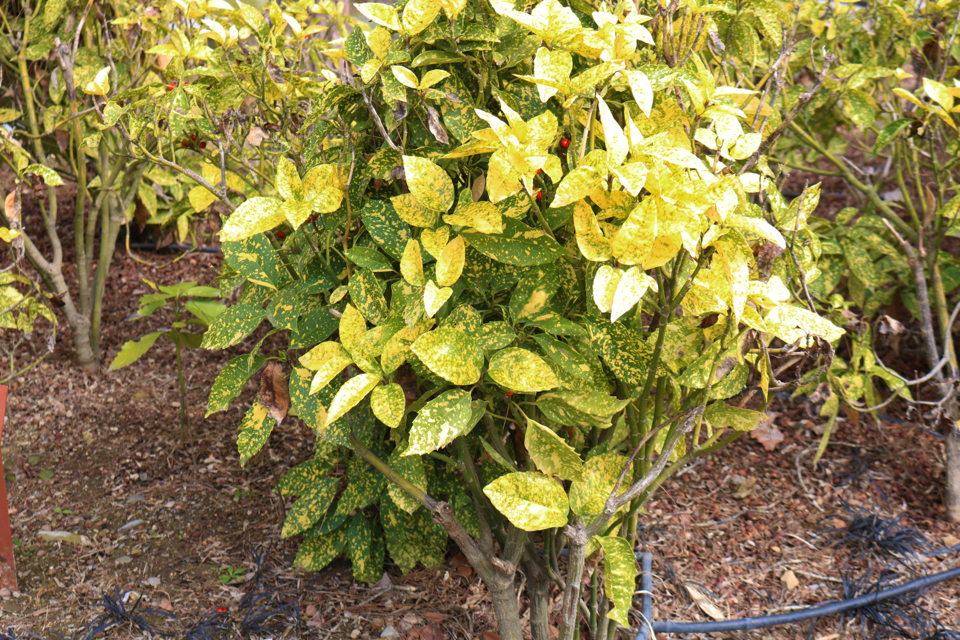 Aucuba japonica 'Golden King' shrub with yellow-spotted green leaves growing outdoors with other shrubs in the background