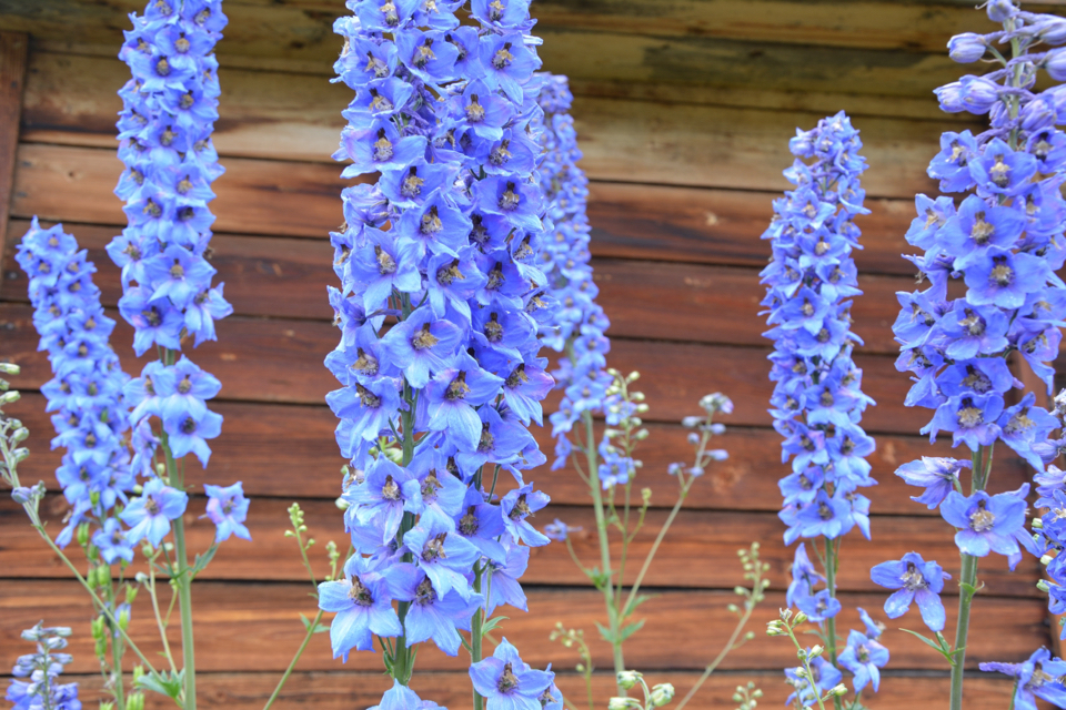 blue Clifford Sky delphiniums growing in front of a wooden fence