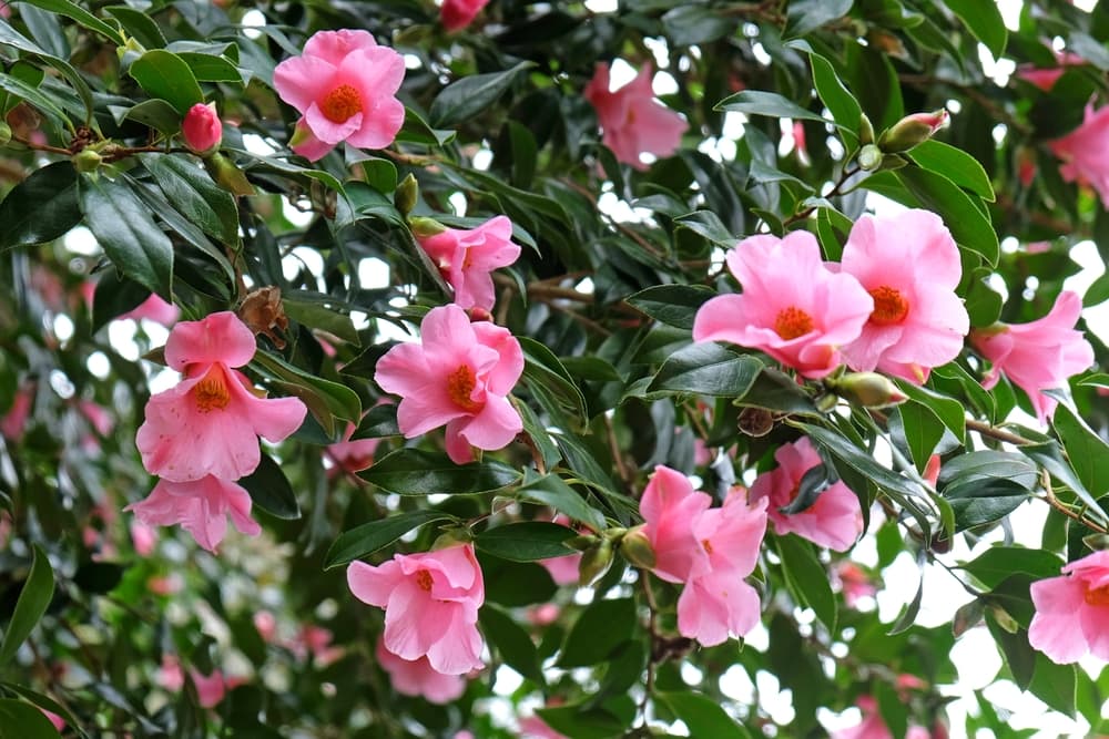 flowering shrub of Camellia saluenensis 'Bartley Pink'
