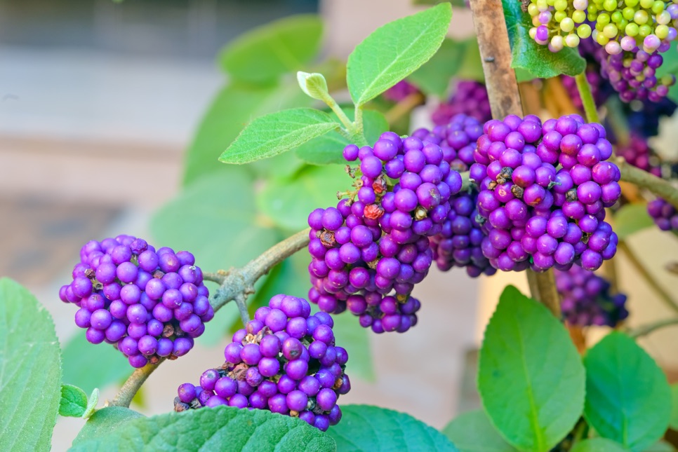 lots of purple round beautyberries growing from its plant with leaves behind it