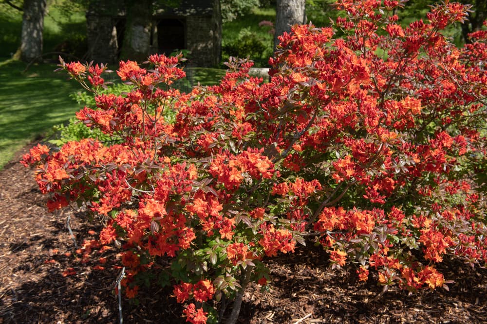 deciduous azalea shrub with small red flowers