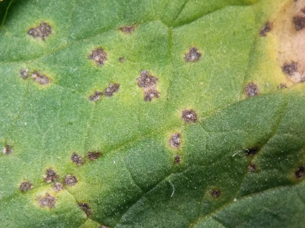 magnified view of bacterial leaf spot with discoloured patches